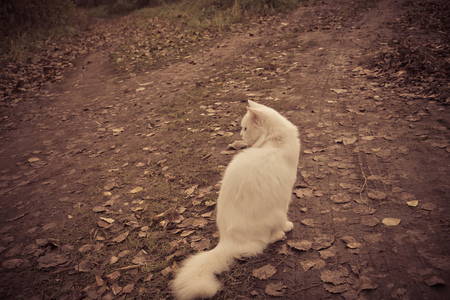 Cute fluffy white cat on a walk outside, filtered.の写真素材