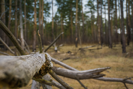 Spooky big branches of broken trees in the forest.の写真素材