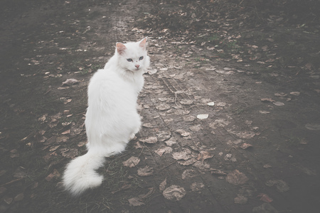 Cute fluffy white cat on a walk outside, filtered.の写真素材