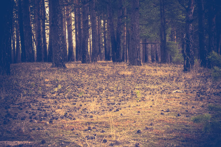 Early morning light in the pine forest, spring forest filtered background.の写真素材