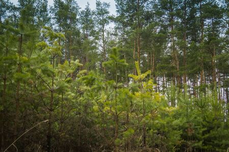 Young small spruce trees in the forest.の写真素材