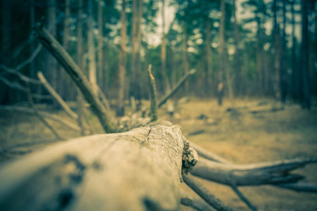 Spooky big branches of broken trees in the forest, filtered background.