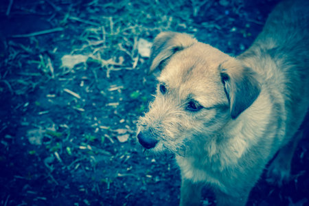 Lonely yellow dog walking on the road