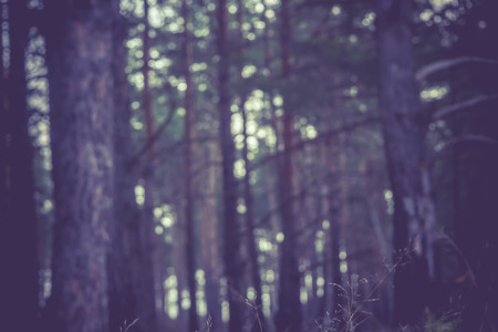 Early morning light in the pine forest, spring forest filtered background.の写真素材