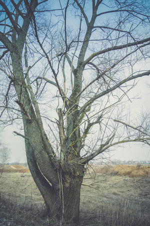 Big alone tree with branches without leaves, vintage background.の写真素材