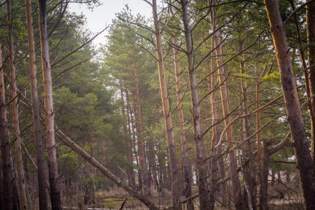 Early morning light in the pine forest, spring forest background.の写真素材