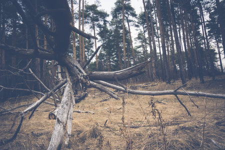 Spooky big branches of broken trees in the forest, filtered background.