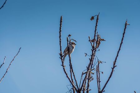 Cute little birds sparrows sit on the tree branches.の写真素材