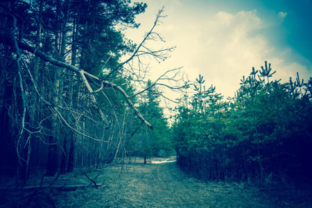 Young small spruce trees in the forest, filtered background.の写真素材