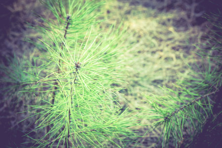 Early morning light in the pine forest, spring forest filtered background.
