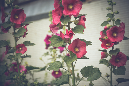 Blooming mallow flowers of red color in the garden.の写真素材