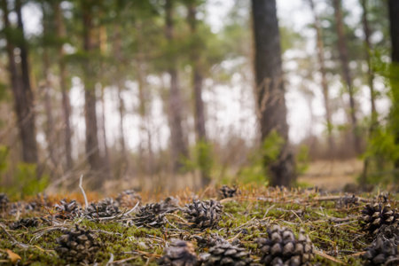 Early morning light in the pine forest, spring forest background.