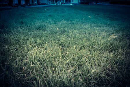 Close up photo of a green grass, filtered natural background.の写真素材