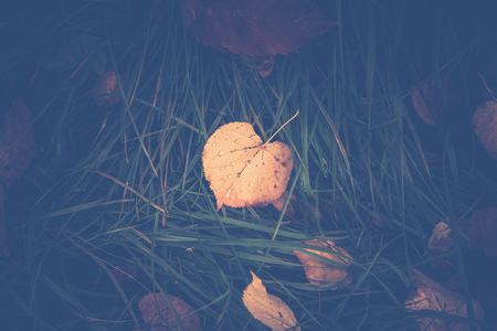 Fallen leaves of yellow color on the grass.の写真素材