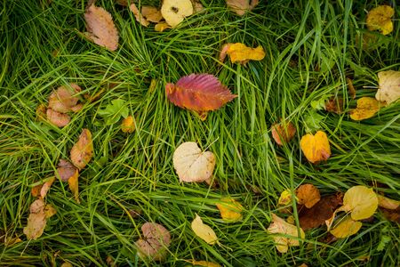 Fallen leaves of yellow color on the grass.の写真素材