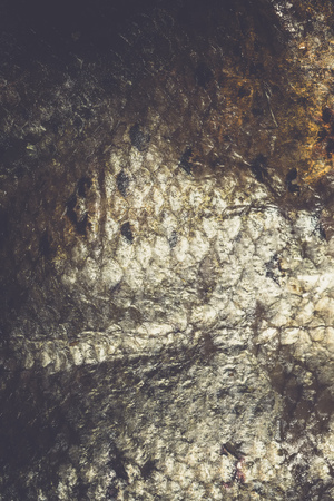 Close up of salmon fish scales as background.の写真素材