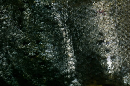 Close up of salmon fish scales as background.の写真素材