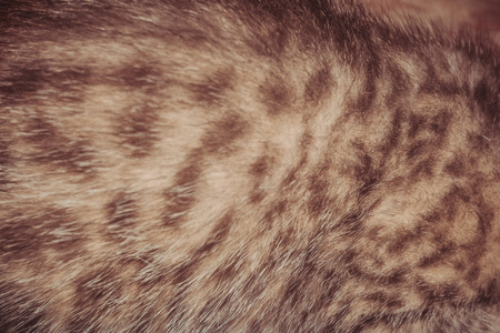 Fur of a striped tabby cat close up as abstract background.の写真素材