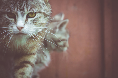 Close up portrait of a cute striped, tabby kitten, filtered.の写真素材