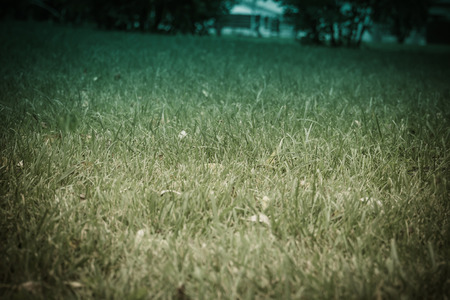 Close up photo of a green grass, filtered natural background.の写真素材