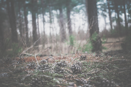Early morning light in the pine forest, spring forest filtered background.の写真素材