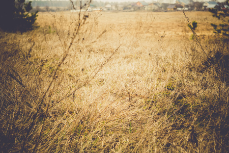 Weathered dry grass on the field in early spring, filtered background.の写真素材