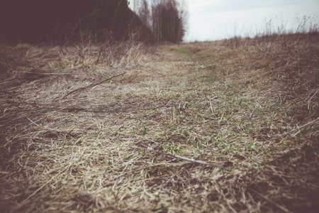 Weathered dry grass on the field in early spring, filtered background.の写真素材