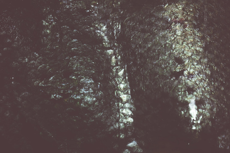 Close up of salmon fish scales as background.の写真素材