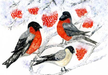 Cute winter birds, bullfinches on the branch of mountain ash in watercolor.の写真素材