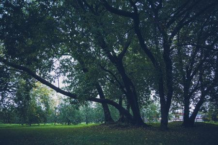 Big crooked trees with green leafs in the city park at early autumn, filtered.
