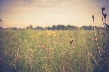 Fresh green grass, filtered nature background, lawn close up.の写真素材