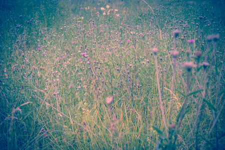 Fresh green grass, filtered nature background, lawn close up.の写真素材
