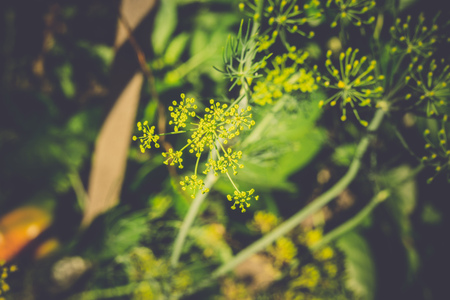 Flower dill spices growing in the garden filtered.の写真素材