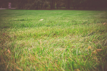 Close up photo of a green grass, filtered natural background.の写真素材