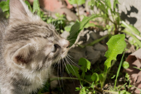 Close up portrait of a cute striped, tabby kitten.の写真素材