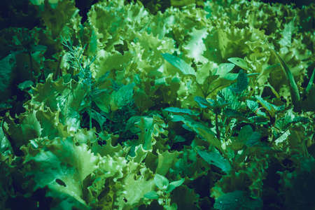 Growing lettuce, fresh green salad leaves in the garden, filtered.の写真素材