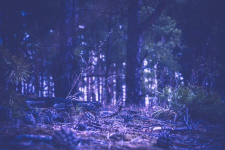 Early morning light in the pine forest, spring forest filtered background.の写真素材