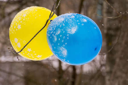 Two balloons blue and yellow color tied to a tree.の写真素材