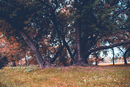 Big crooked trees with green leafs in the city park at early autumn, filtered.