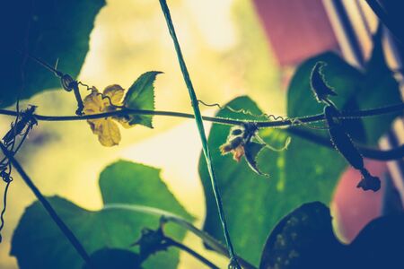 Fresh green cucumber seedlings on the window in the house, filtered.の写真素材