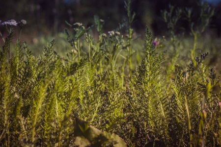 Close up photo of a green grass, filtered natural background.