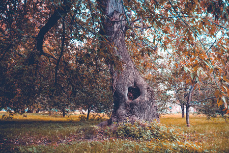 Big crooked trees with green leafs in the city park at early autumn, filtered.の写真素材