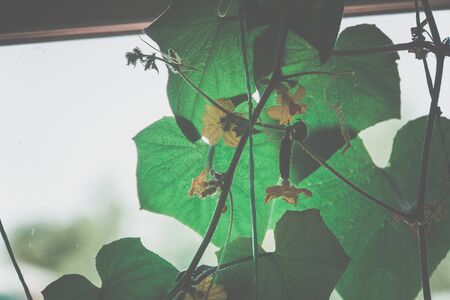 Fresh green cucumber seedlings on the window in the house, filtered.の写真素材