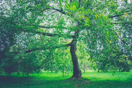Big crooked trees with green leafs in the city park at early autumn, filtered.の写真素材