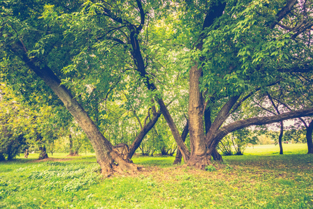 Big crooked trees with green leafs in the city park at early autumn, filtered.の写真素材