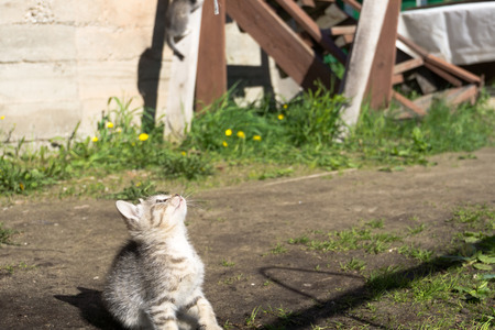 Cute grey striped kitten playing outdoor at the sunny day.の写真素材