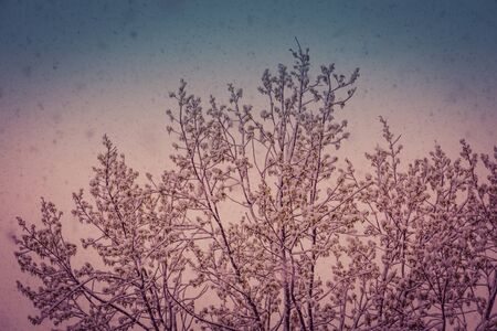 Fresh falling snow and trees, filtered winter background.の写真素材