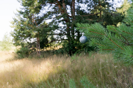 Decorative silver Christmas ball on a fir tree branch background.の写真素材