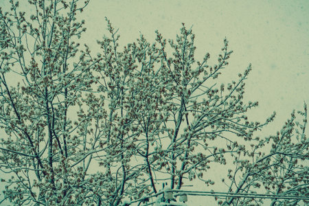 Fresh falling snow and trees, filtered winter background.の写真素材
