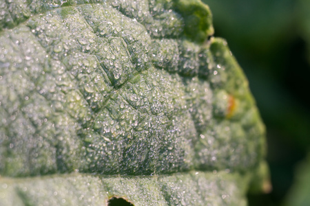 Big green cucumber leaf in drops of water.の写真素材